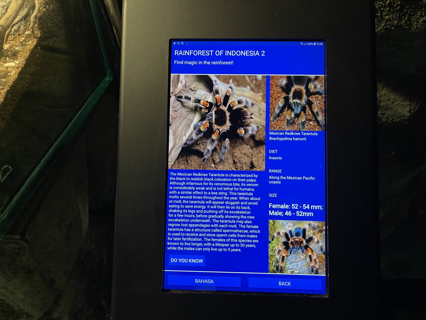 mexican red-legged tarantula signage (1)