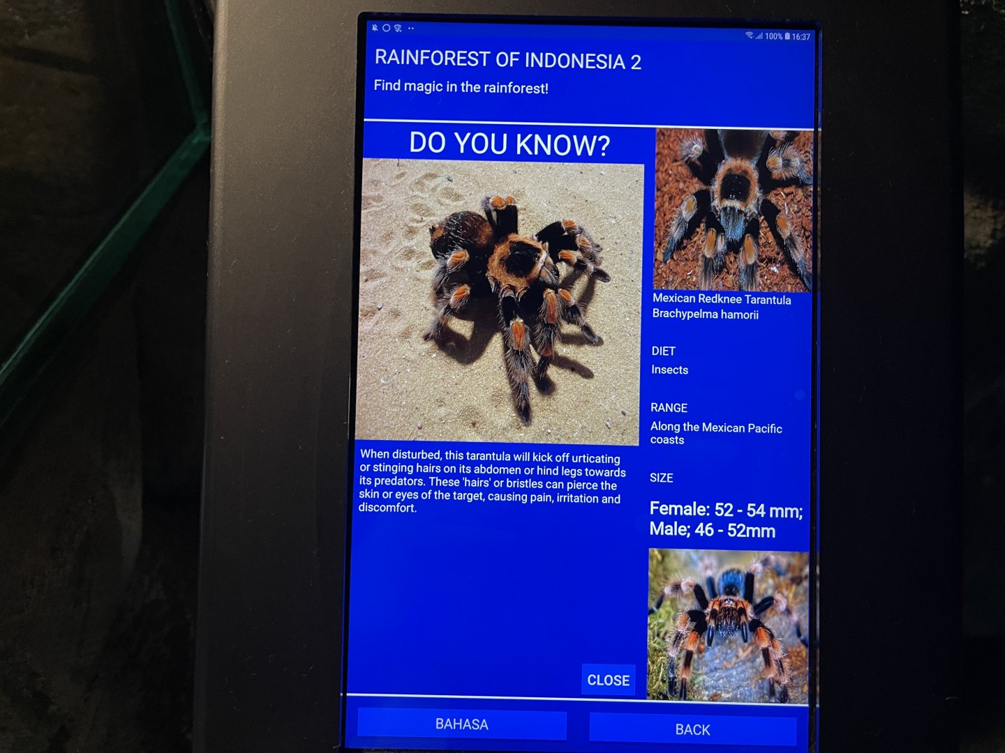 mexican red-legged tarantula signage (2)