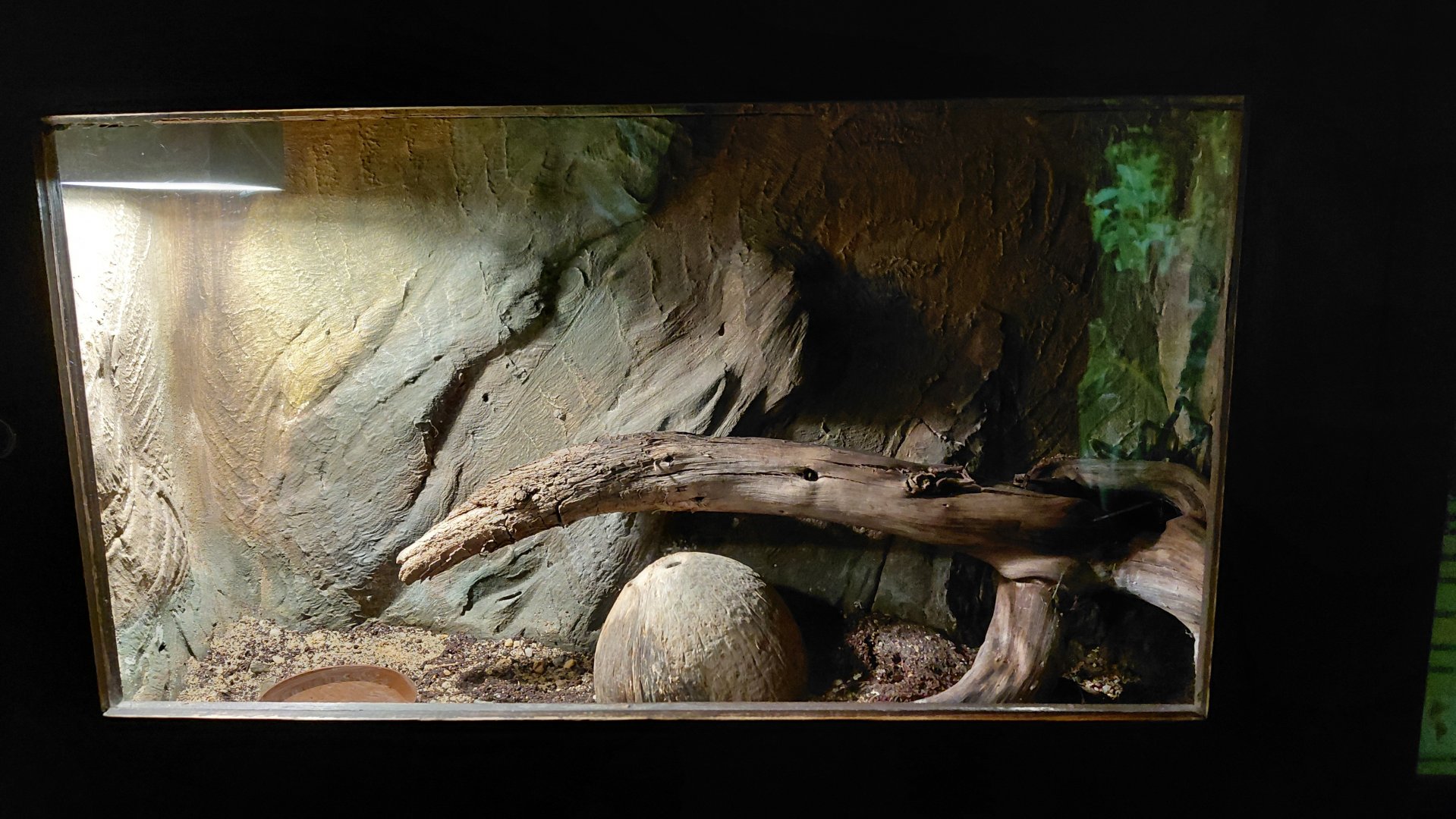 Mexican red rump exhibit