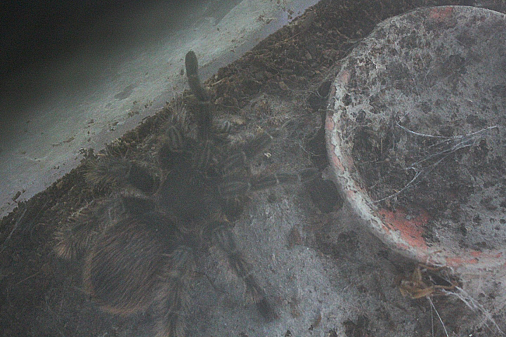 Mexican red rump tarantula (Tliltocatl vagans) - Taman Konservasi Sato Loka