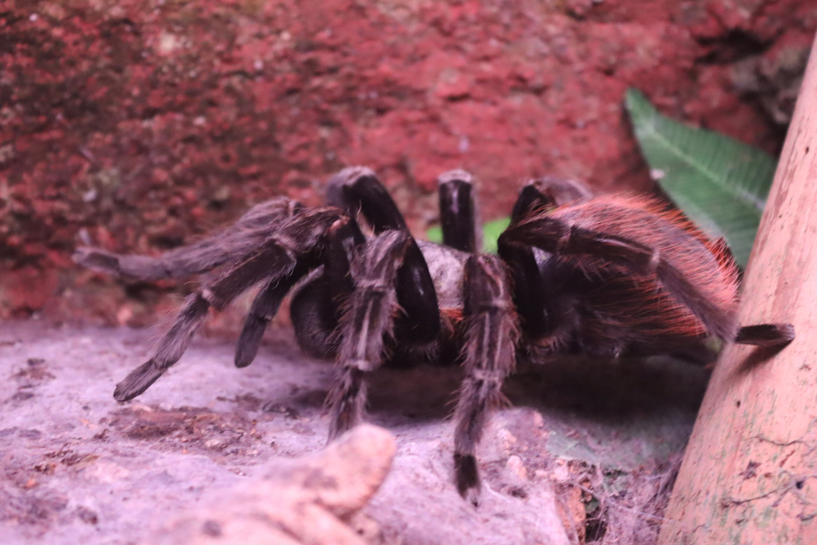 Mexican Red Rump Tarantula