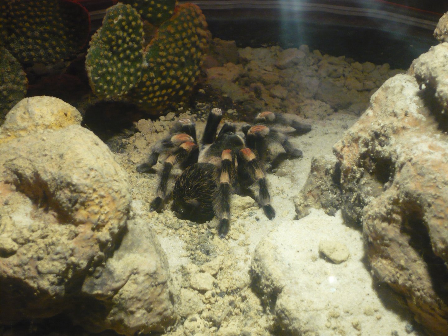Mexican redknee tarantula (Brachypelma smithi)