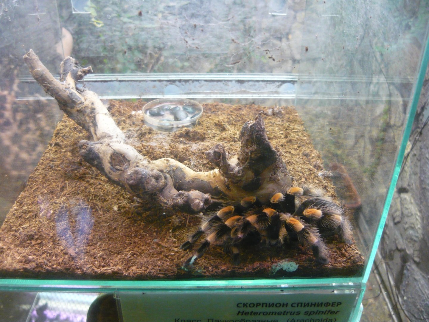 Mexican redknee tarantula (Brachypelma smithi)