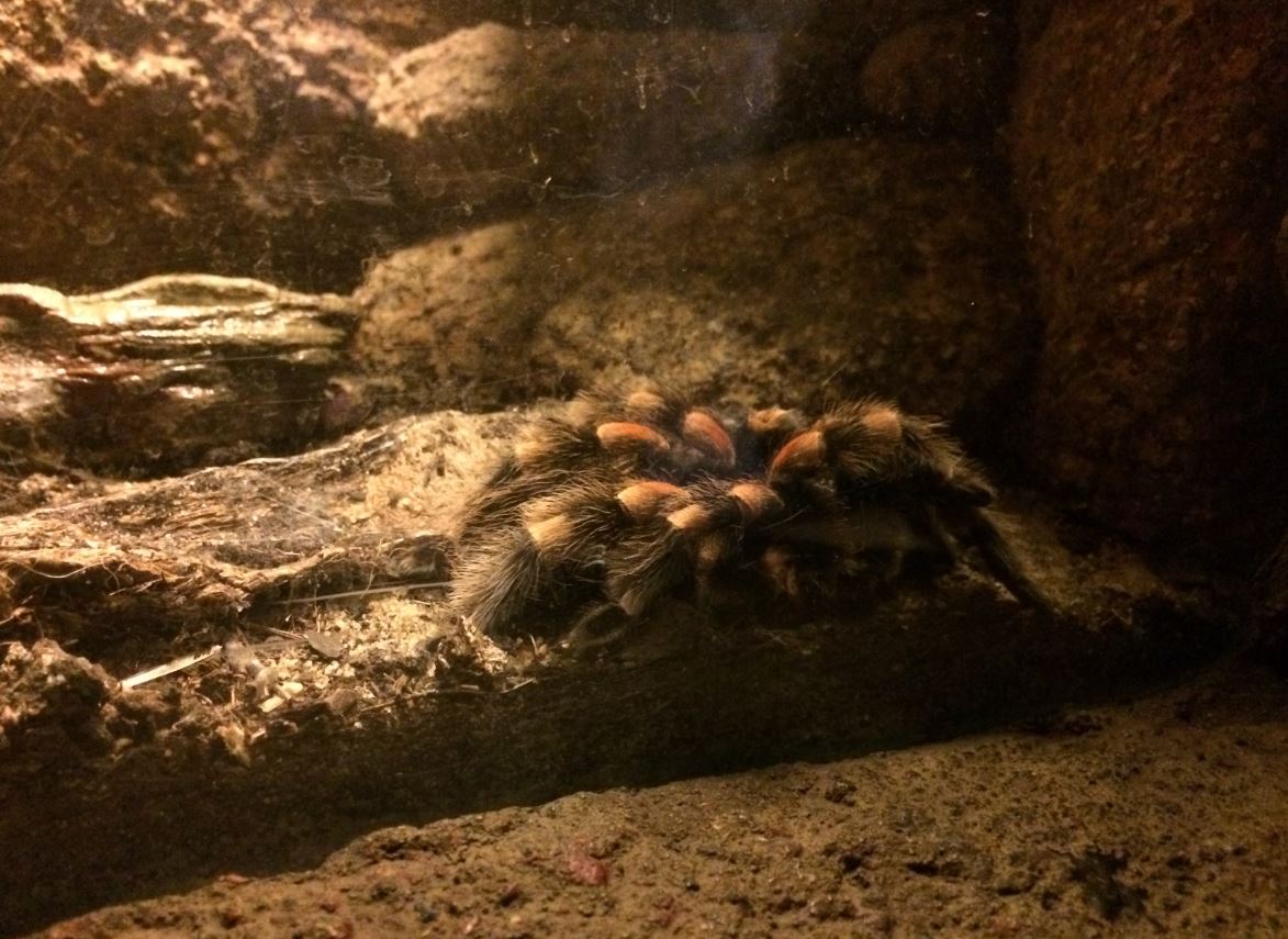 Mexican Redknee Tarantula (Brachypelma smithi)