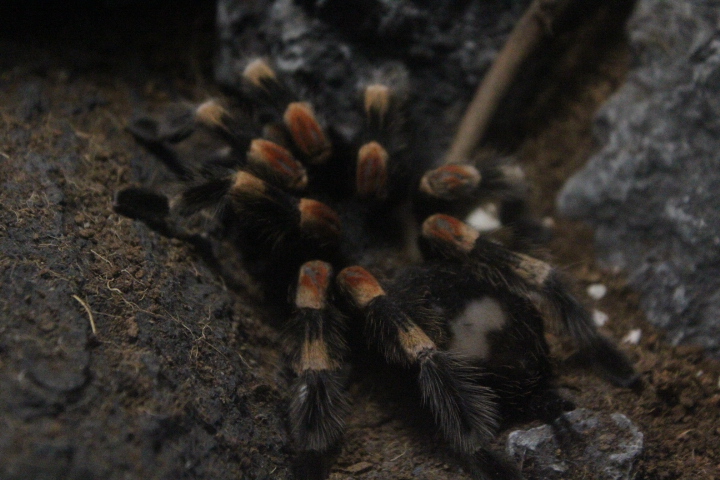 Mexican redknee tarantula (Brachypelma smithi)