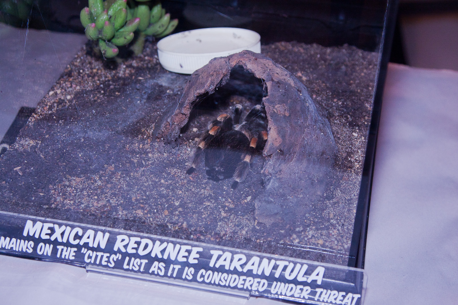 Mexican Redknee Tarantula, September 2011