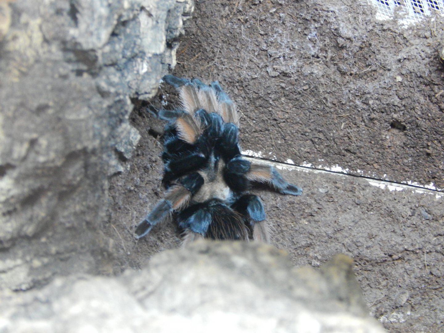 Mexican Redleg (Brachypelma emilia)