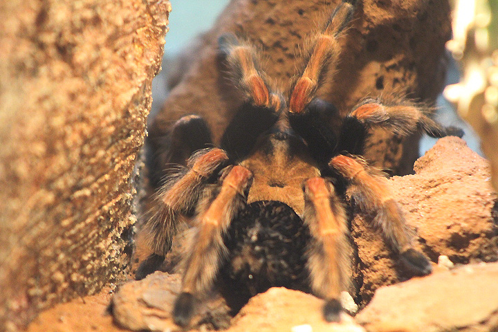 Mexican redleg (Brachypelma emilia)