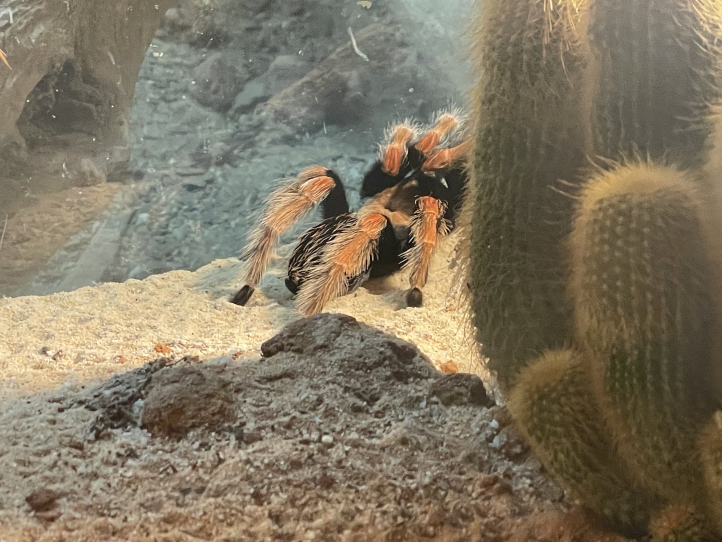 Mexican Redleg Tarantula (Brachypelma emilia)