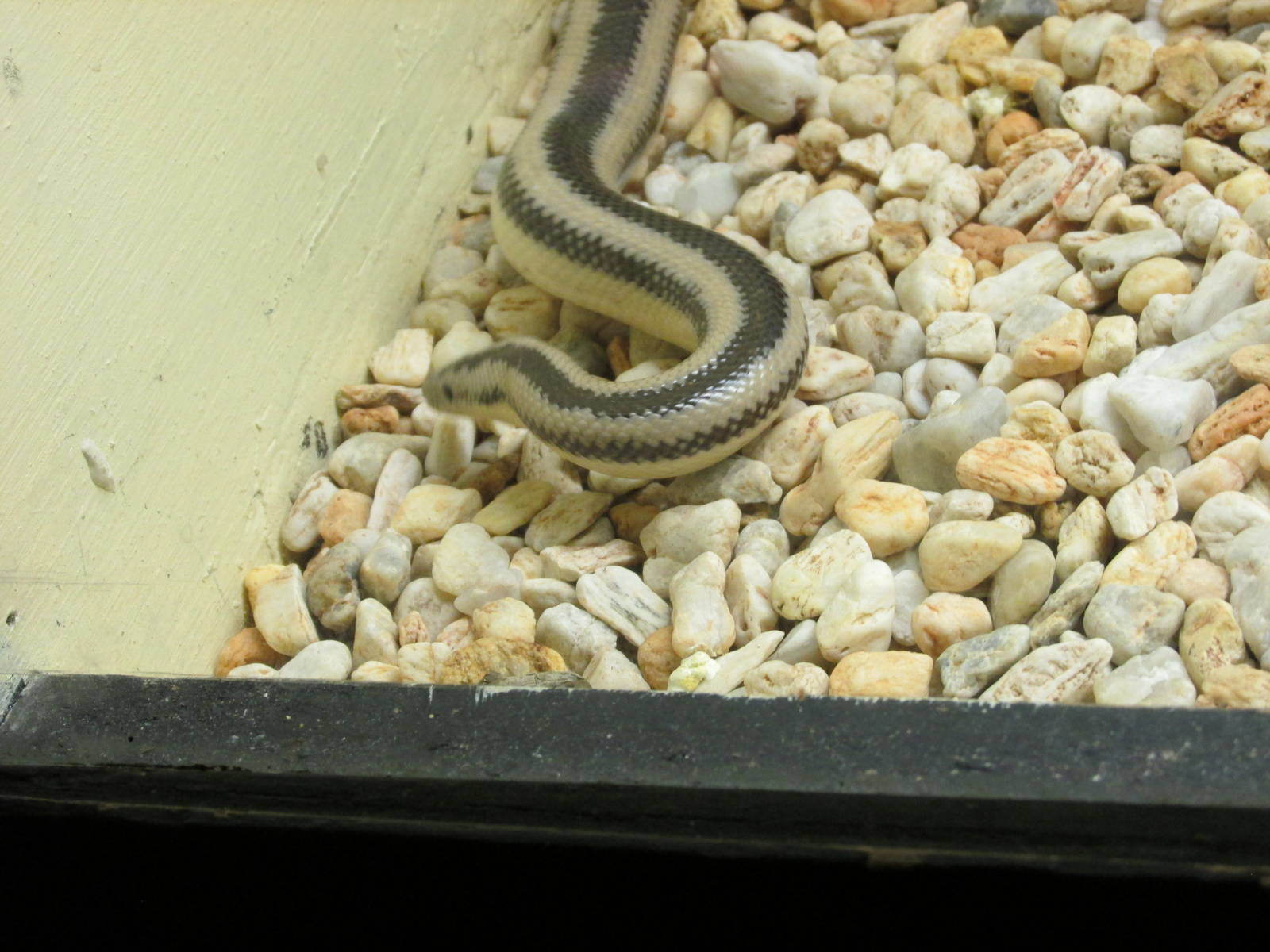 mexican rosy boa chapultepec zoo