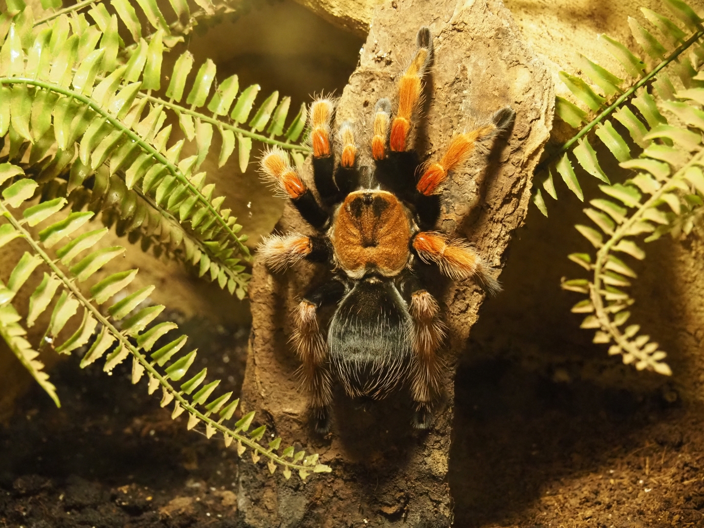 Mexican rust-leg tarantula (Brachypelma boehmi)
