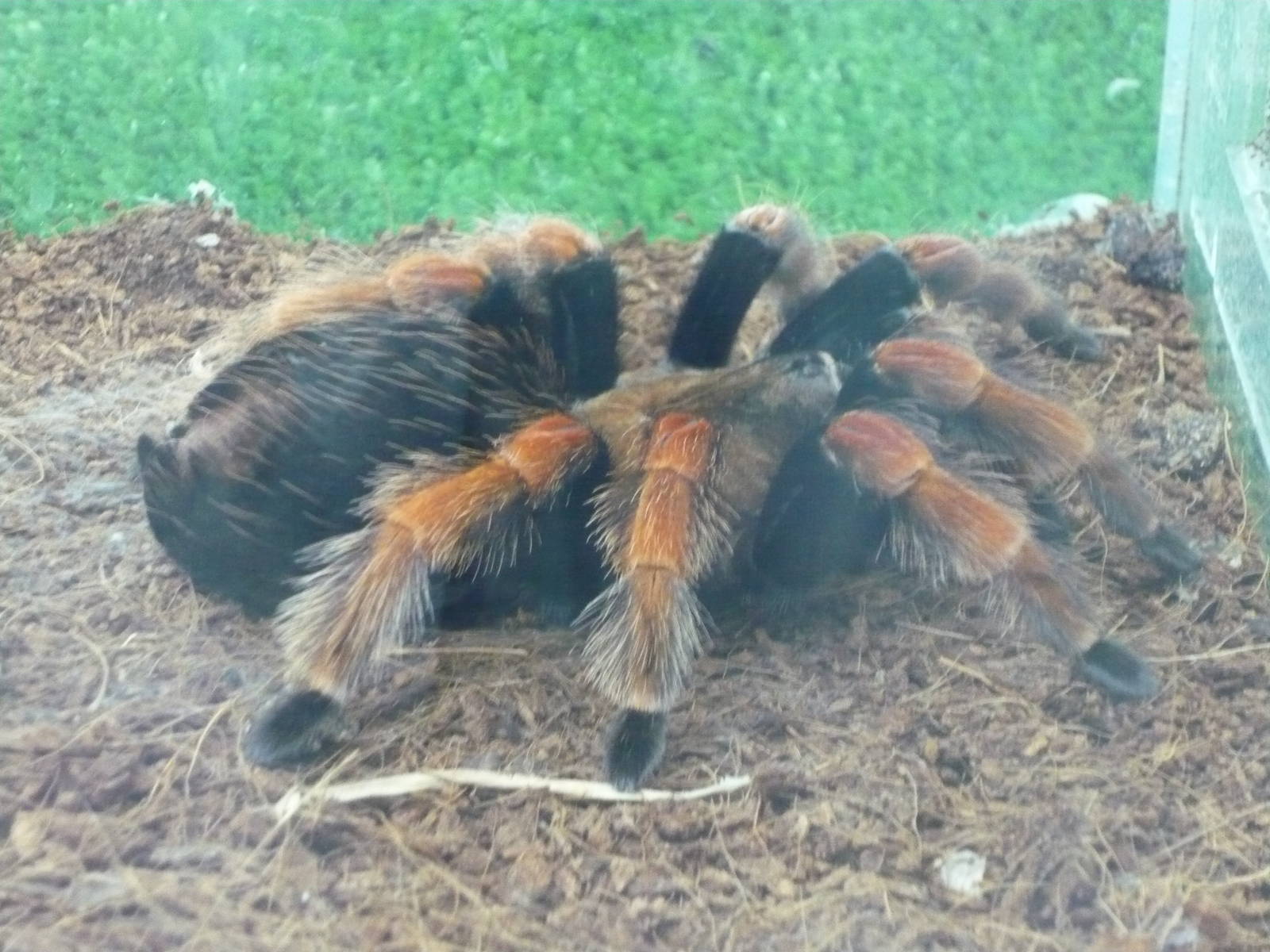 Mexican rustleg tarantula (Brachypelma boehmei)