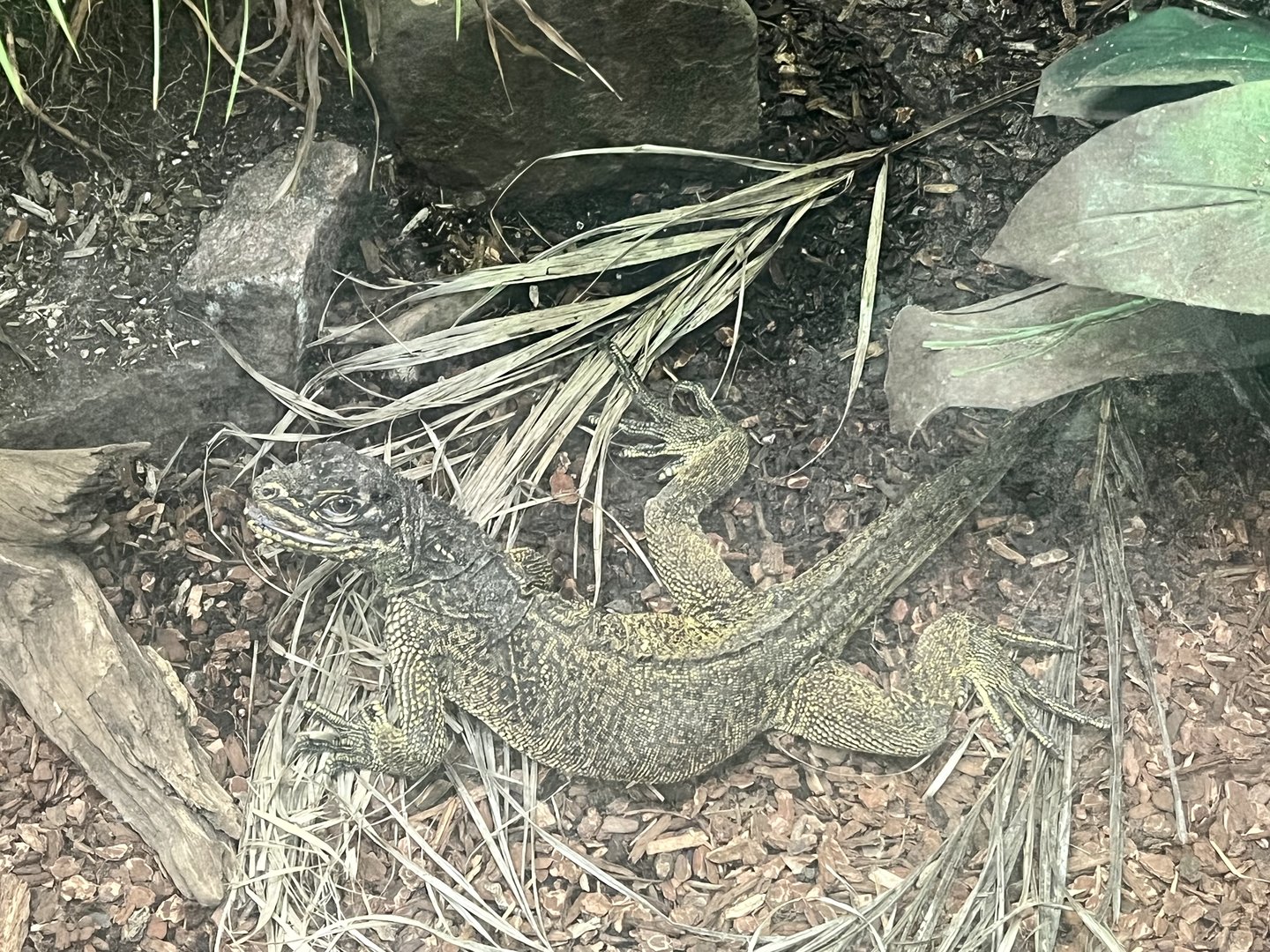 Mexican Sailfin Lizard