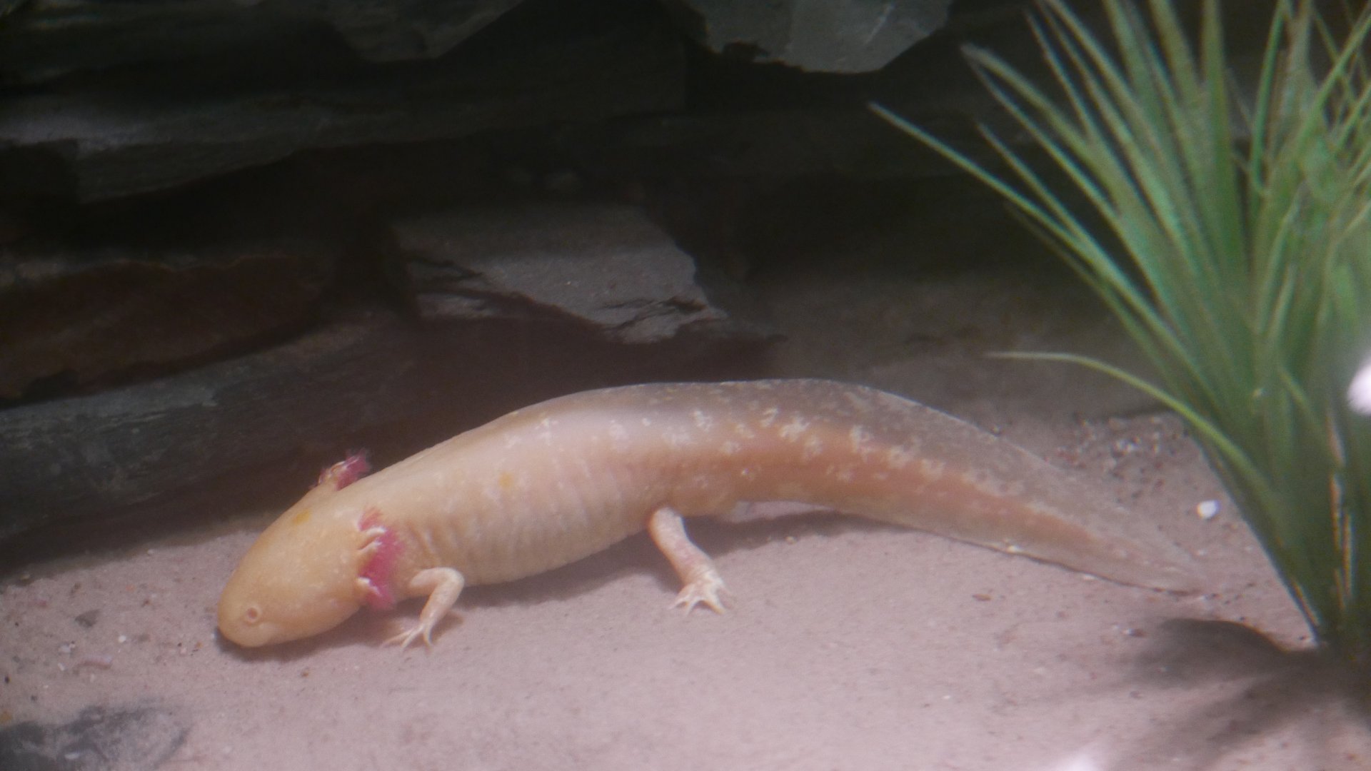 Mexican Salamander