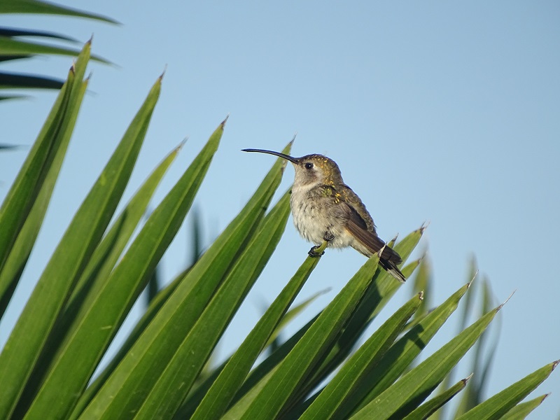 Mexican sheartail (Doricha eliza) (female)