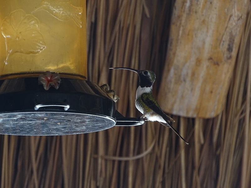 Mexican sheartail (Doricha eliza) (male)