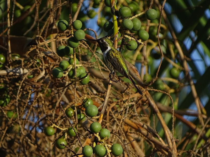 Mexican sheartail (Doricha eliza) (male)