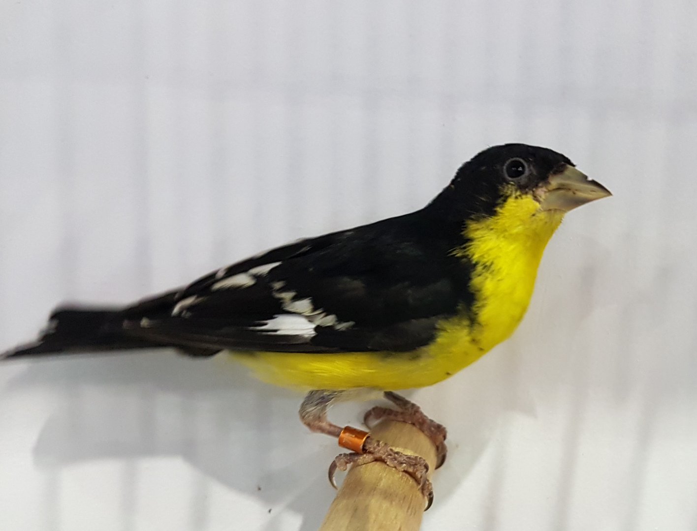 Mexican siskin