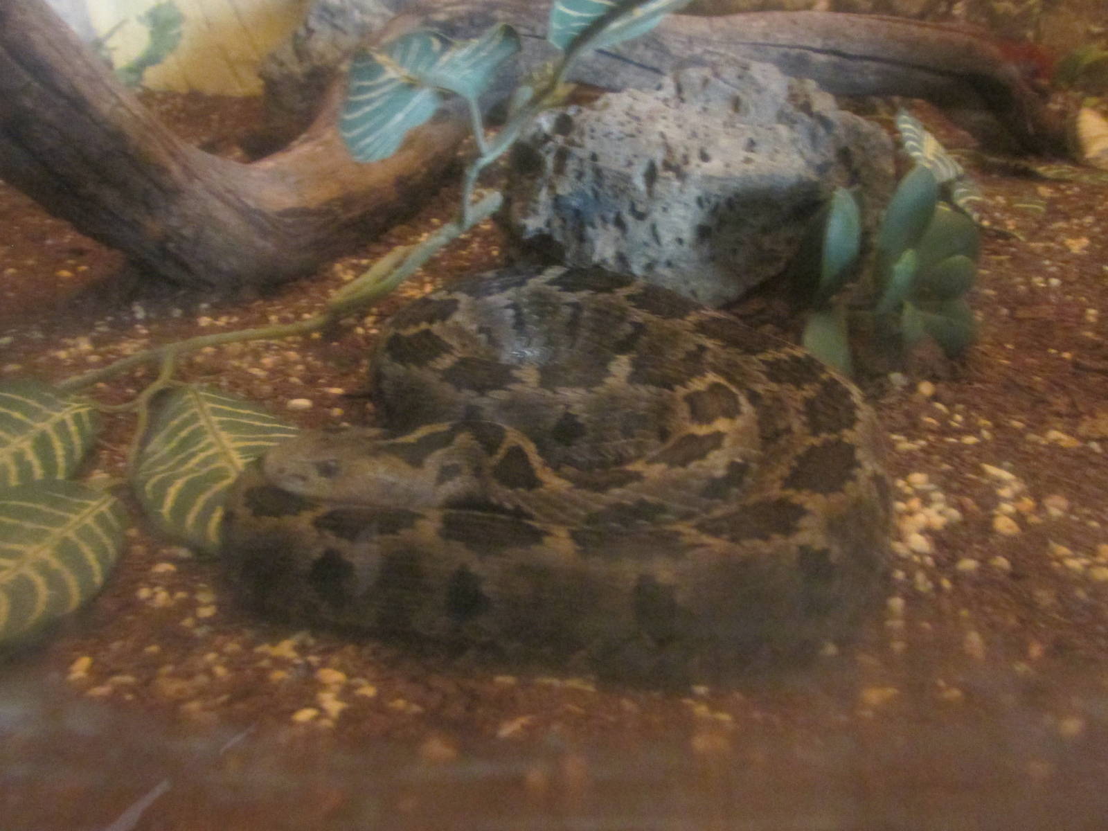 mexican small headed rattlesnake zoologico del altiplano
