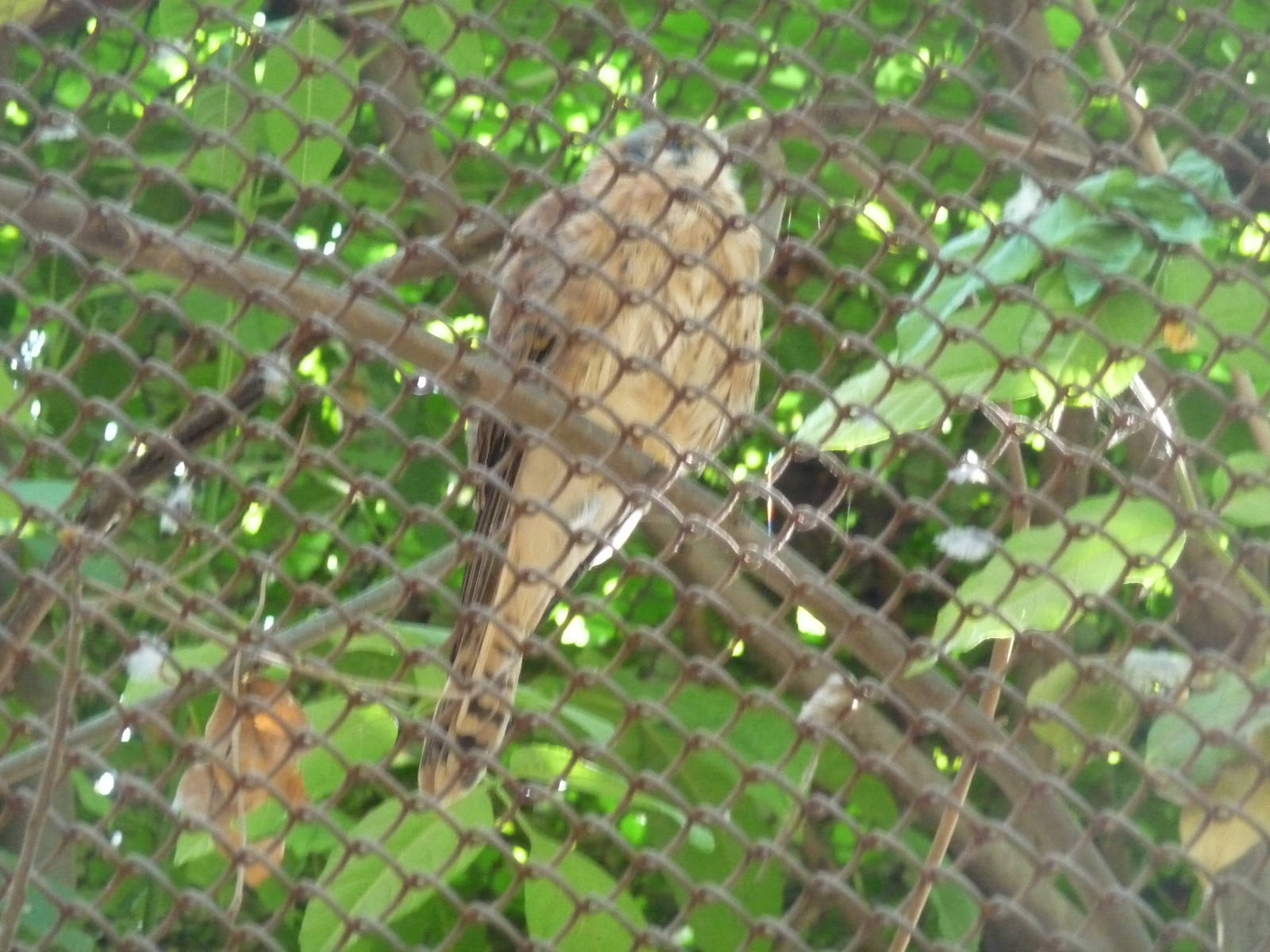 mexican sparrow hawk zoológico los coyotes