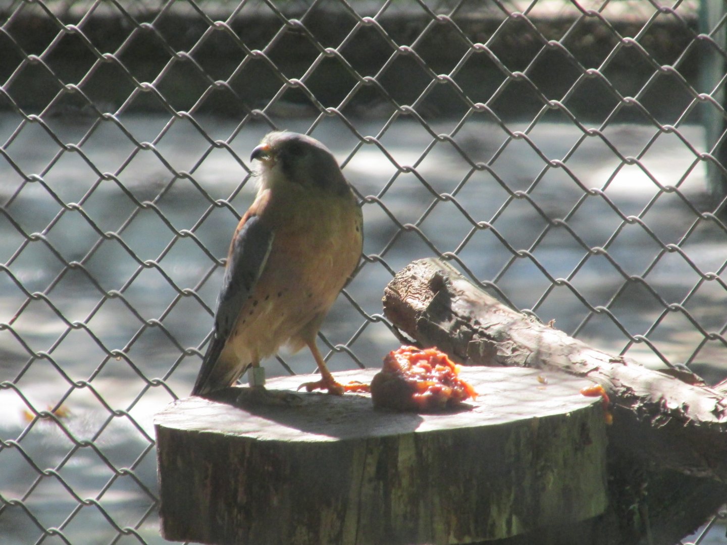 mexican sparrow hawk