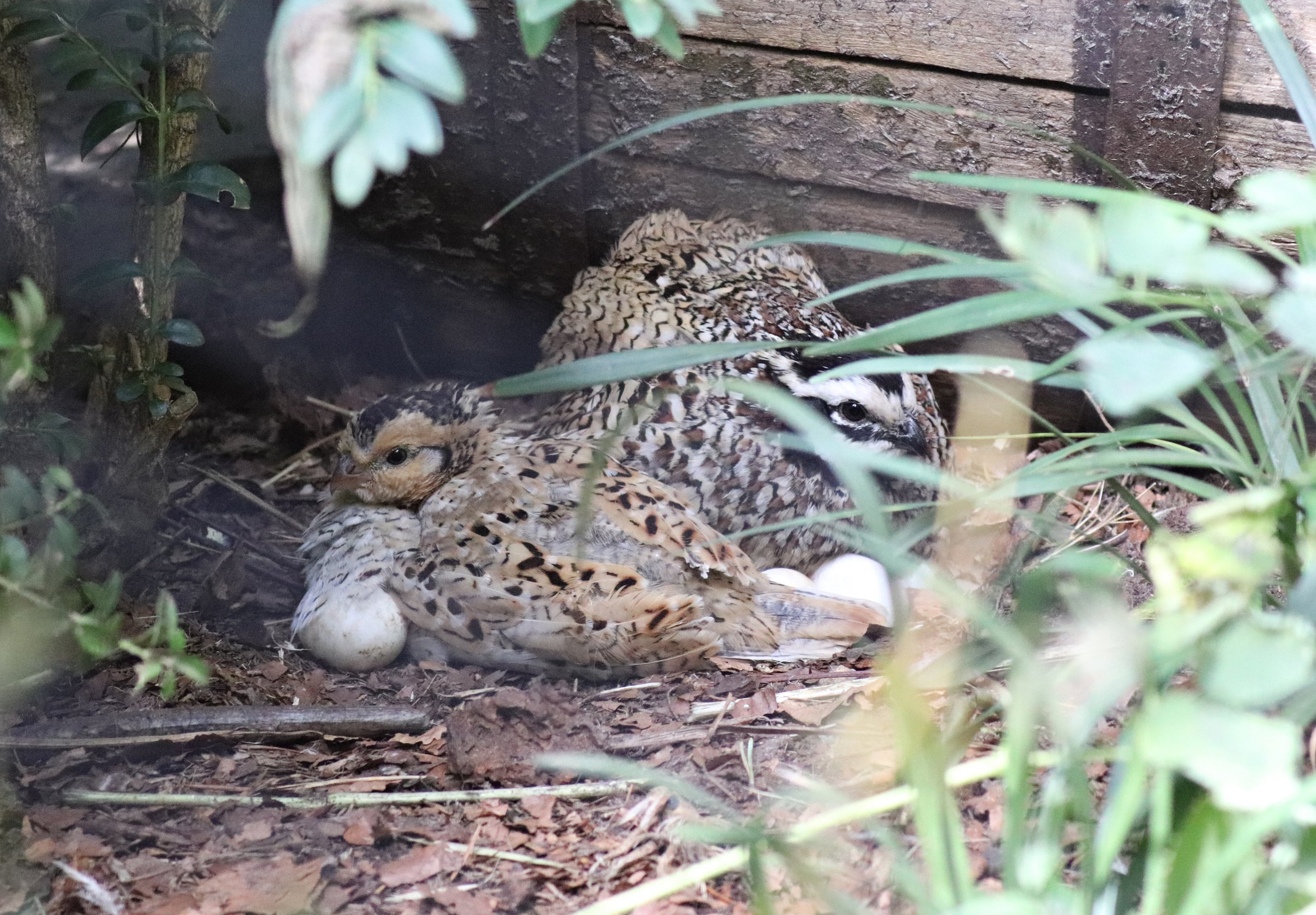 Mexican speckled bobwhite (Colinus virginianus f. domestica) in Uhu-Burg