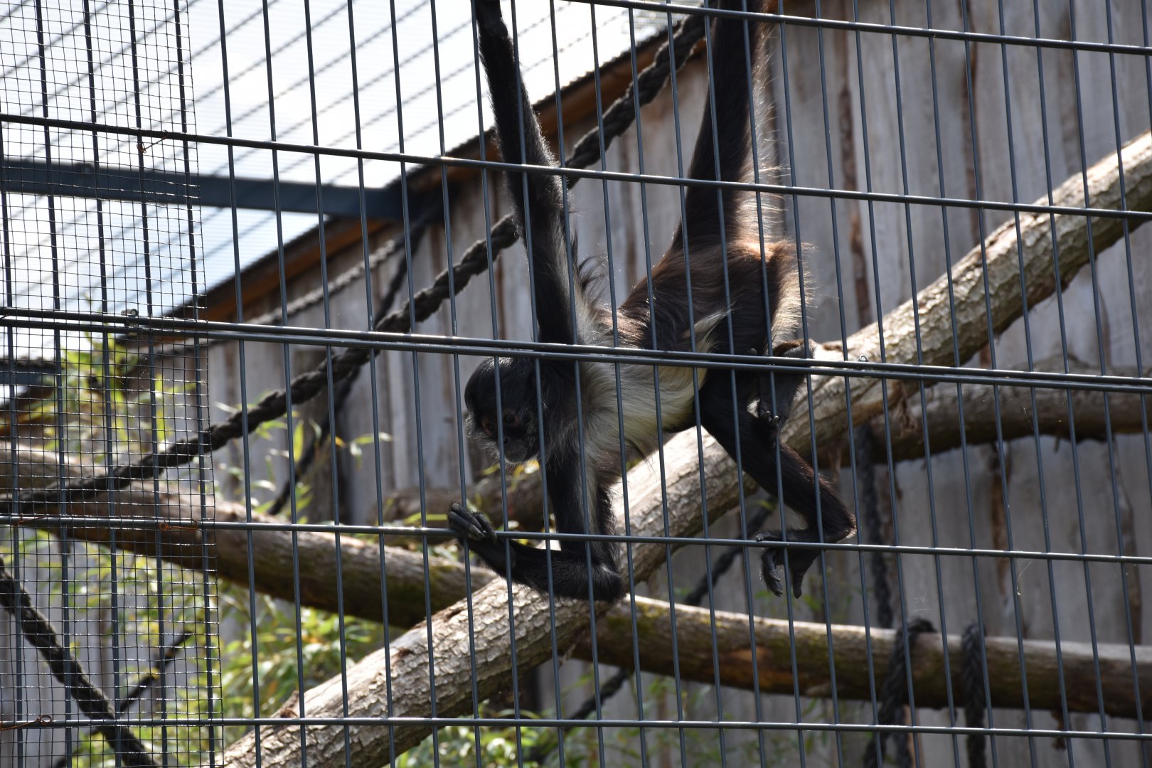 Mexican spider monkey - Artenschutzzentrum Grasleben