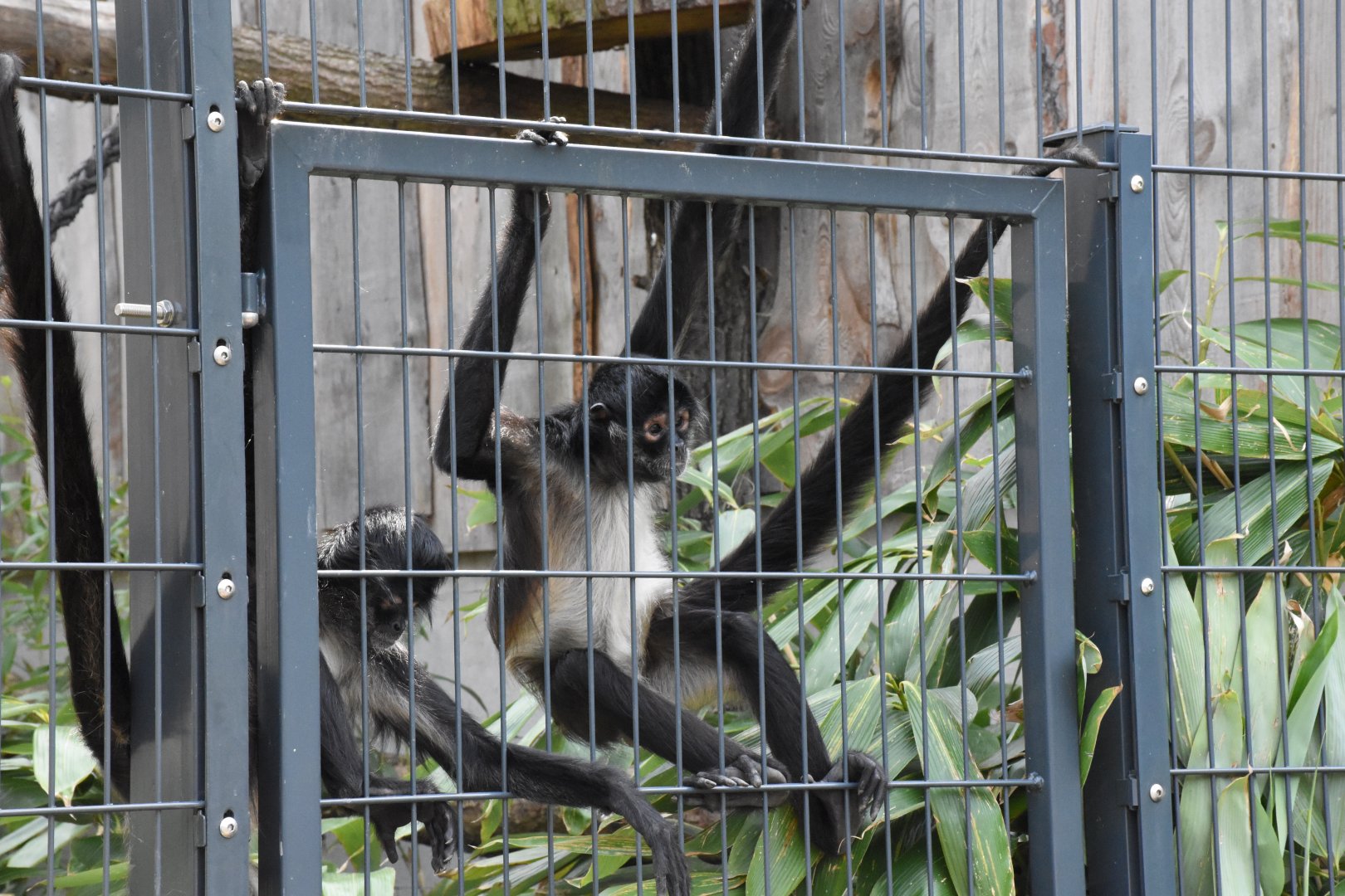 Mexican spider monkey - Artenschutzzentrum Grasleben