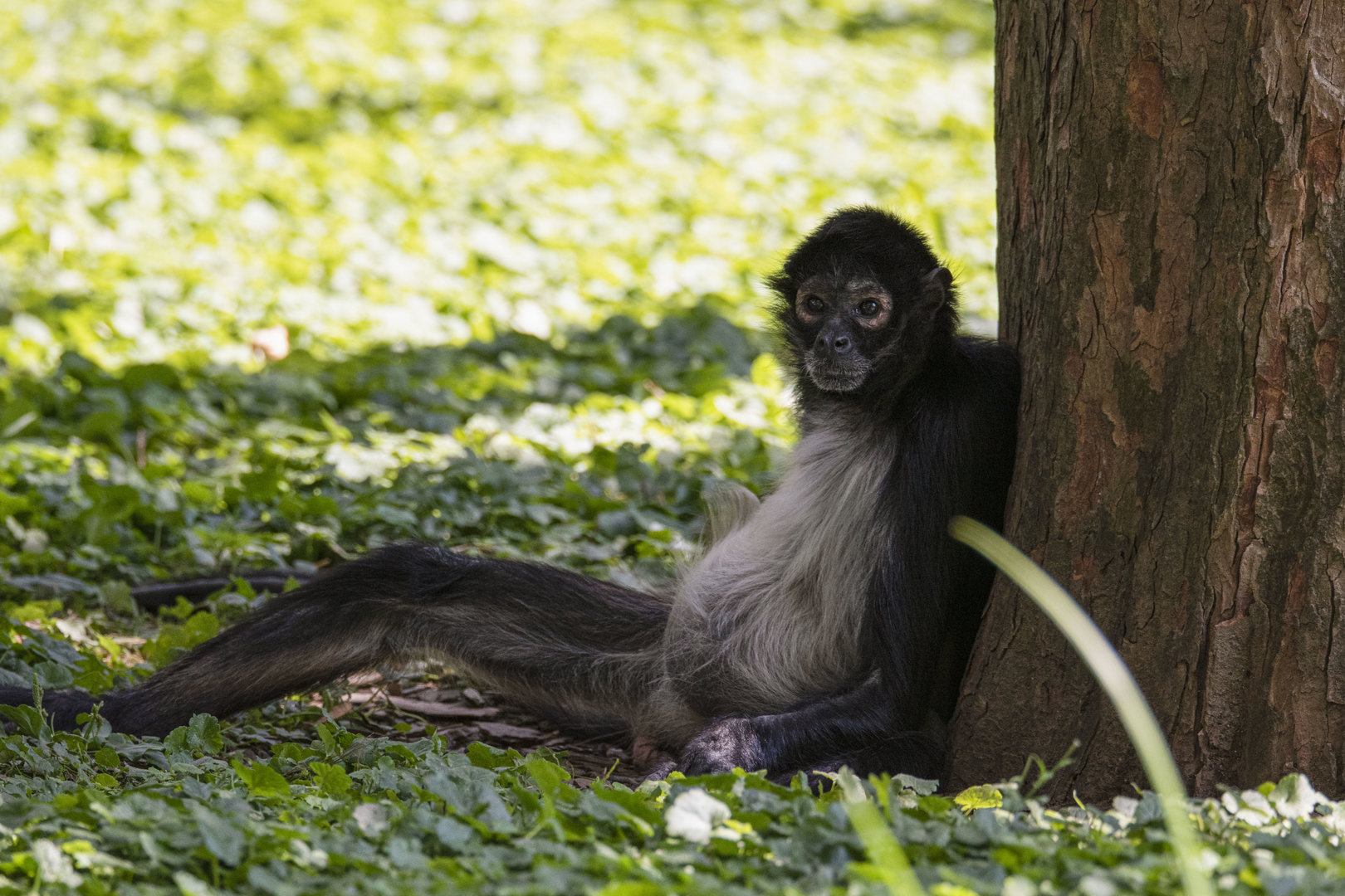 Mexican spider monkey (Ateles geoffroyi vellerosus)