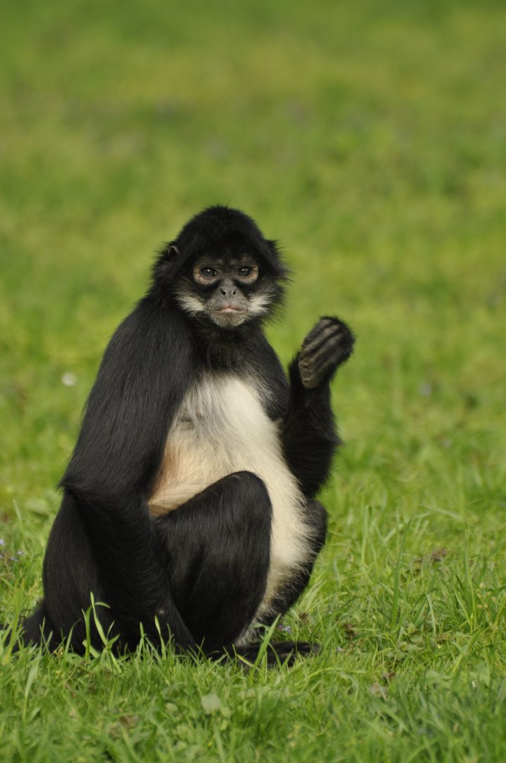 Mexican spider monkey Ateles geoffroyi vellerosus