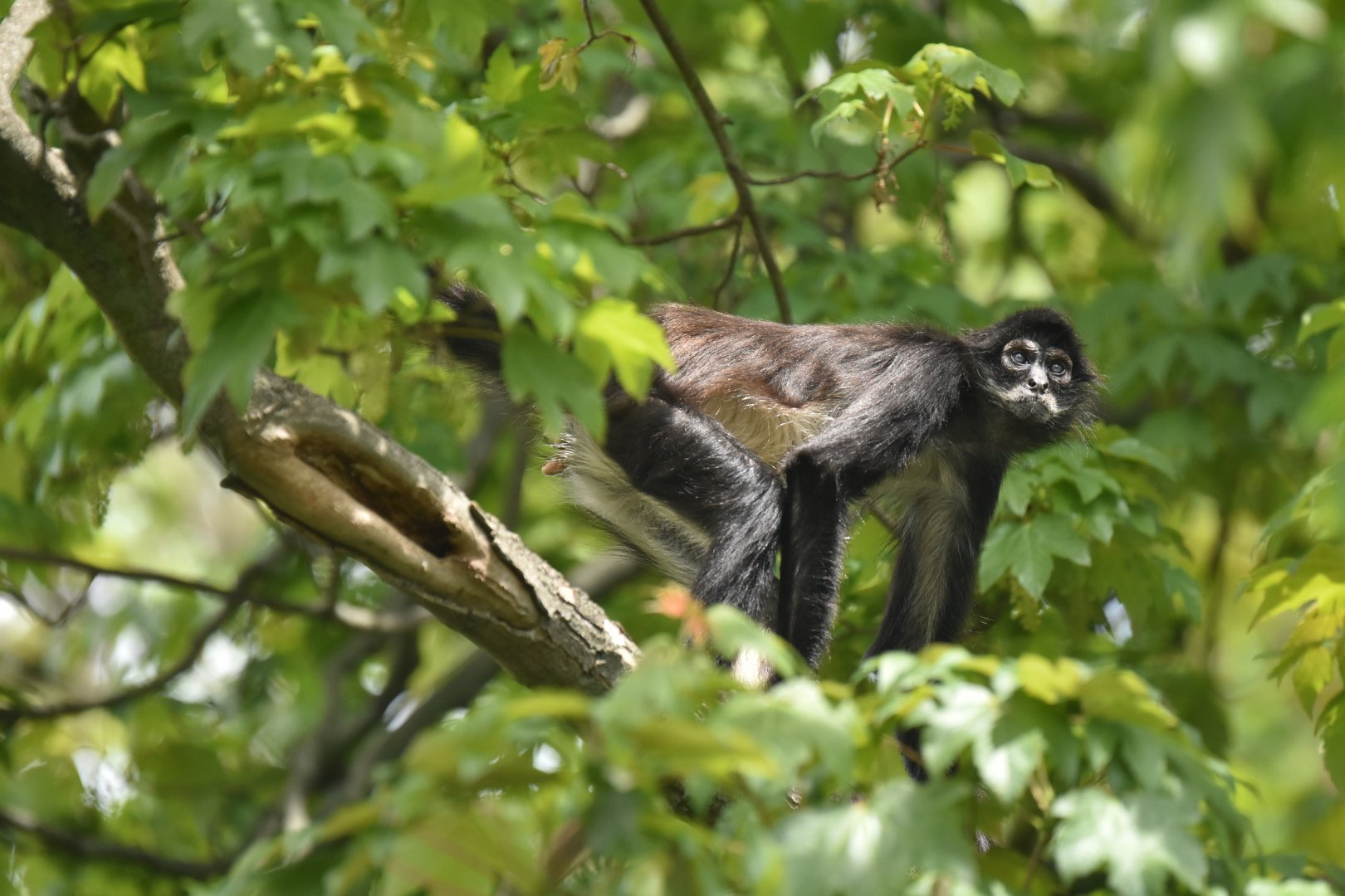 Mexican spider monkey Ateles geoffroyi vellerosus