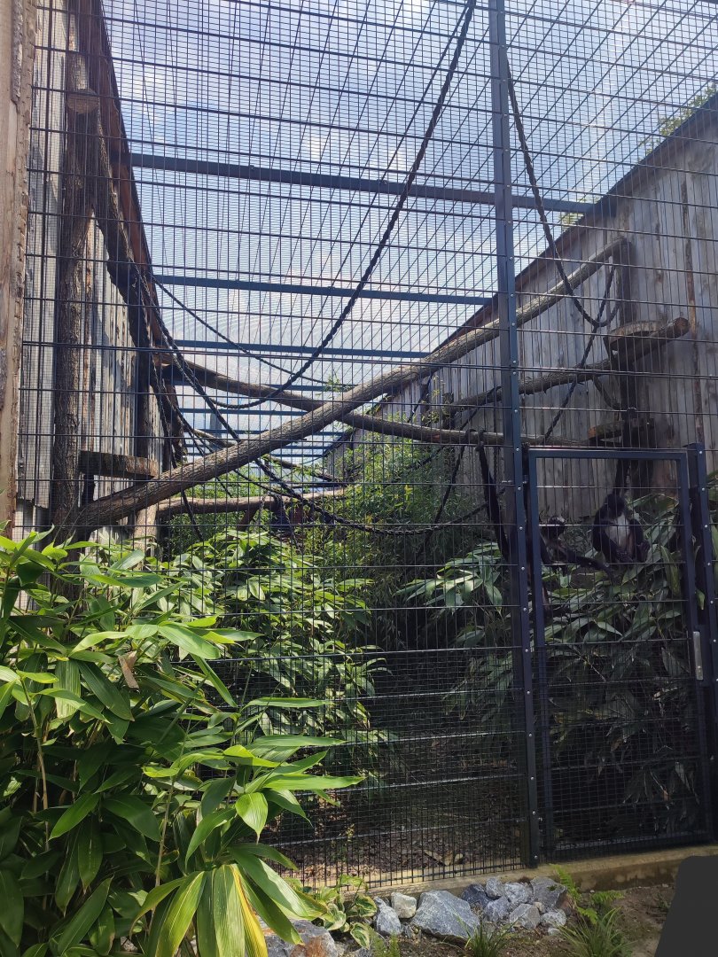 Mexican spider monkey enclosure - Artenschutzzentrum Grasleben