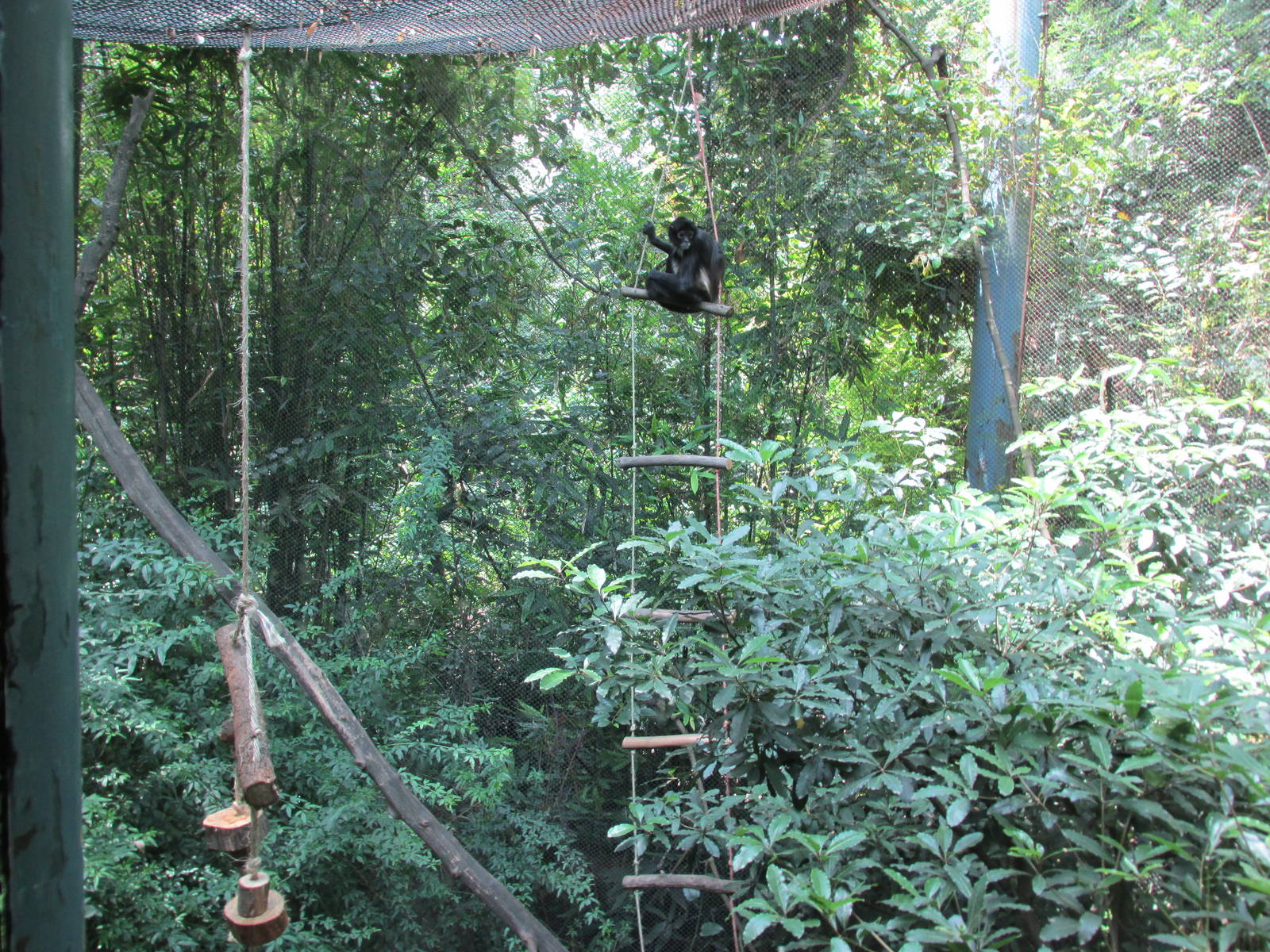mexican spider monkey exhibit chapultepec zoo