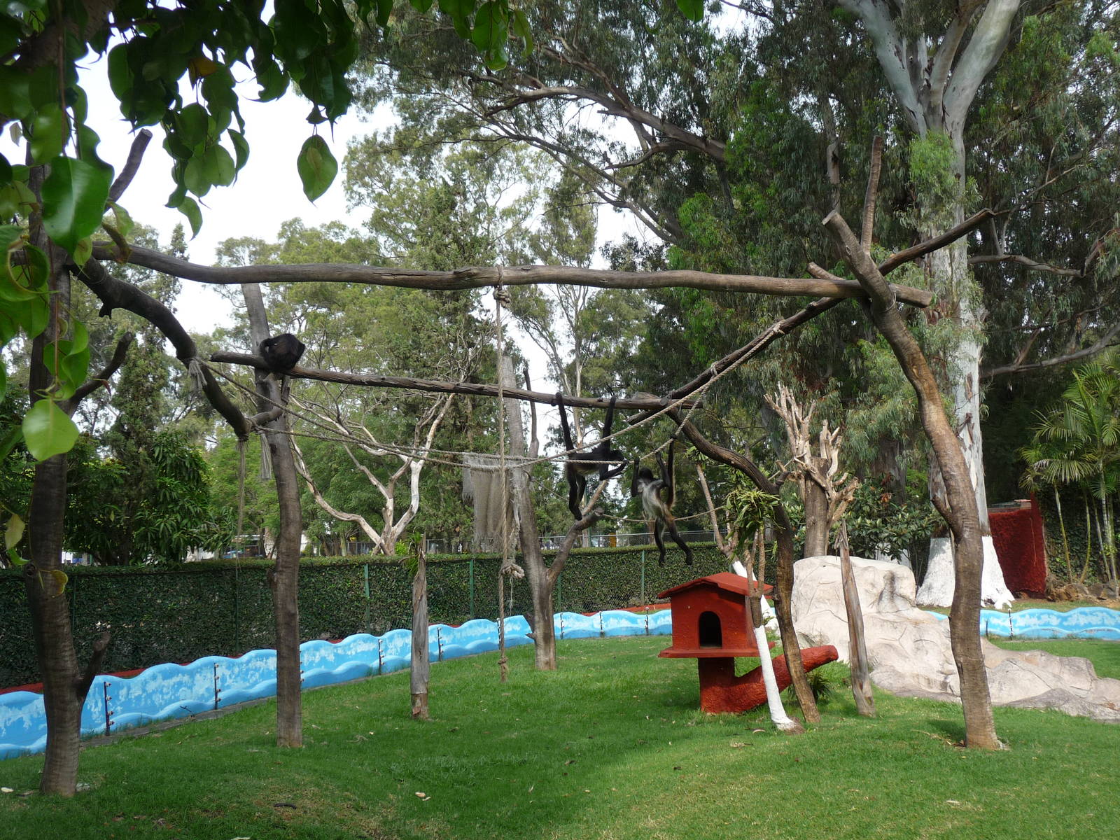 mexican spider monkey exhibit morelia zoo