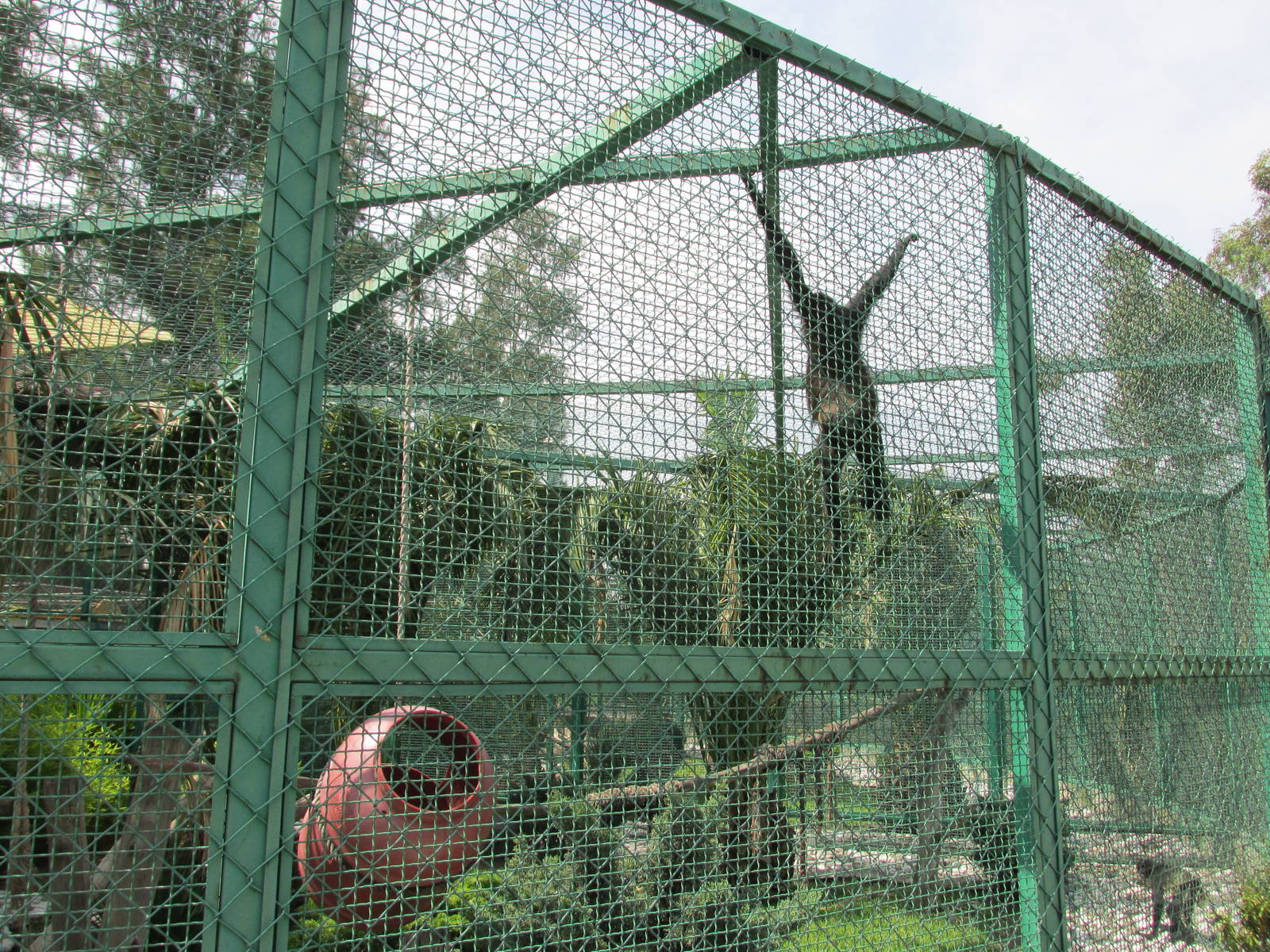 mexican spider monkey exhibit neza zoo