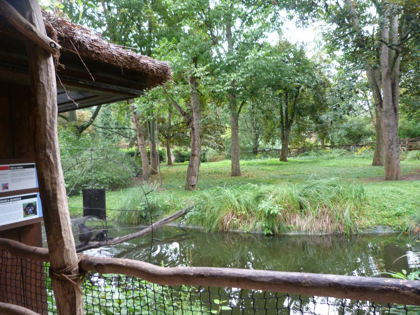 Mexican spider monkey exhibit -Zoo Praha (2025)