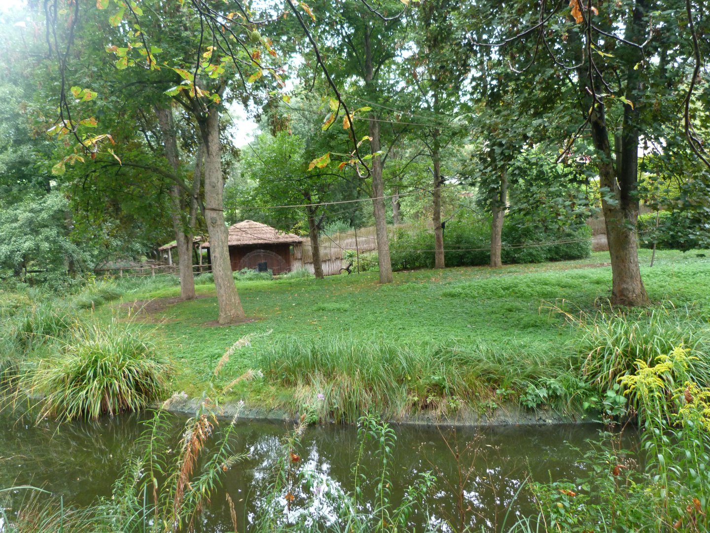 Mexican spider monkey exhibit -Zoo Praha (2025)