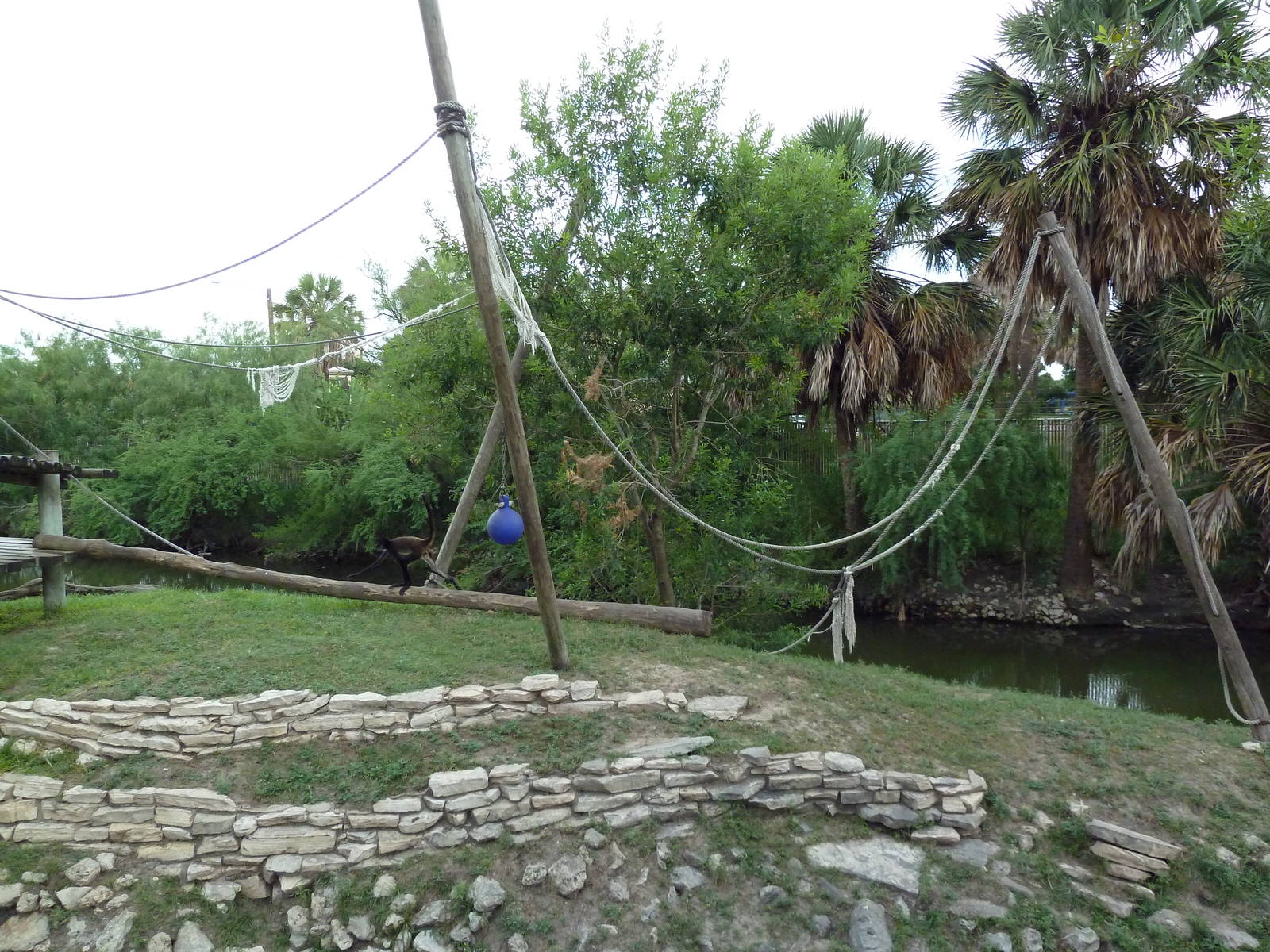 Mexican Spider Monkey Exhibit