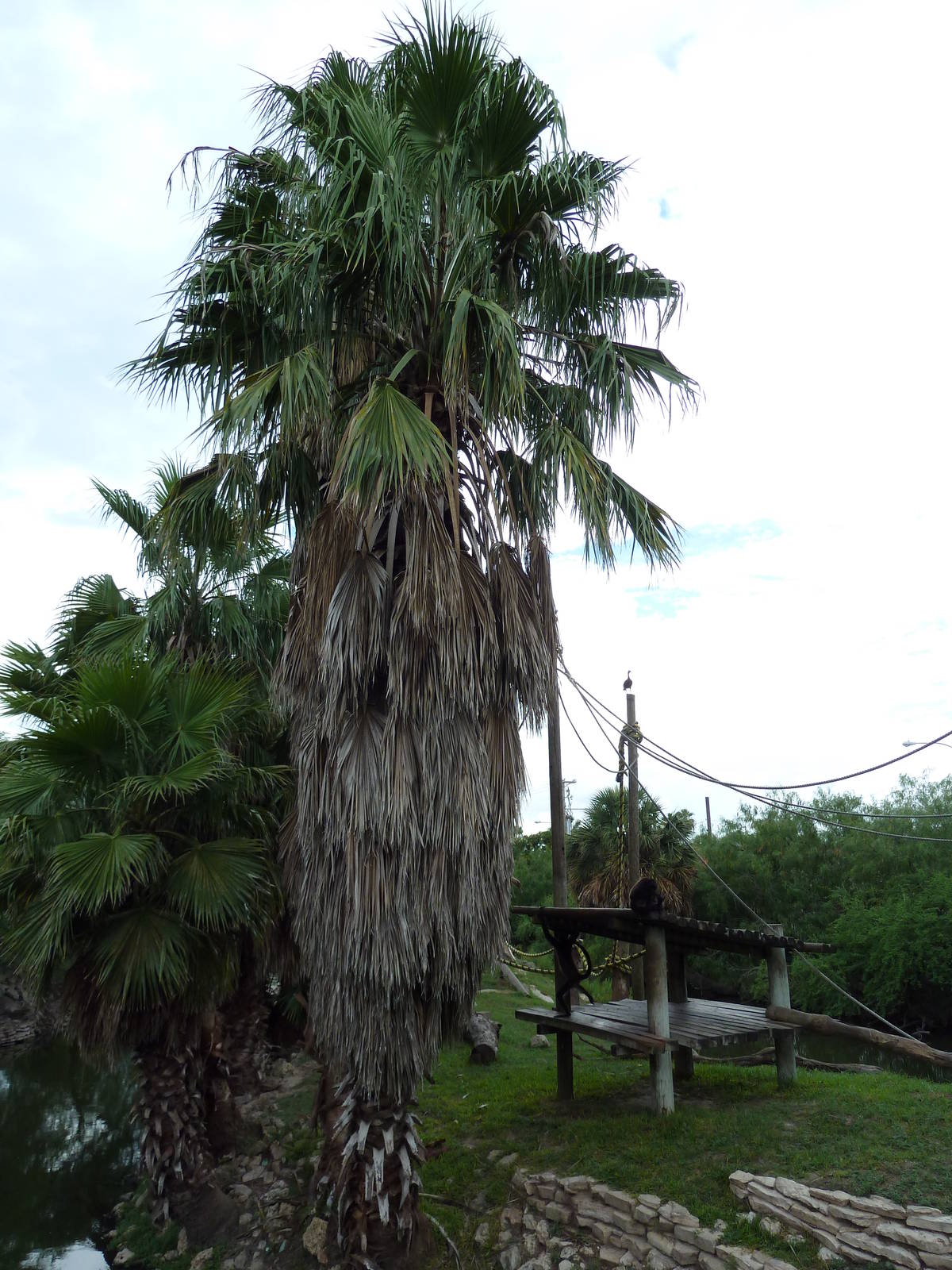 Mexican Spider Monkey Exhibit