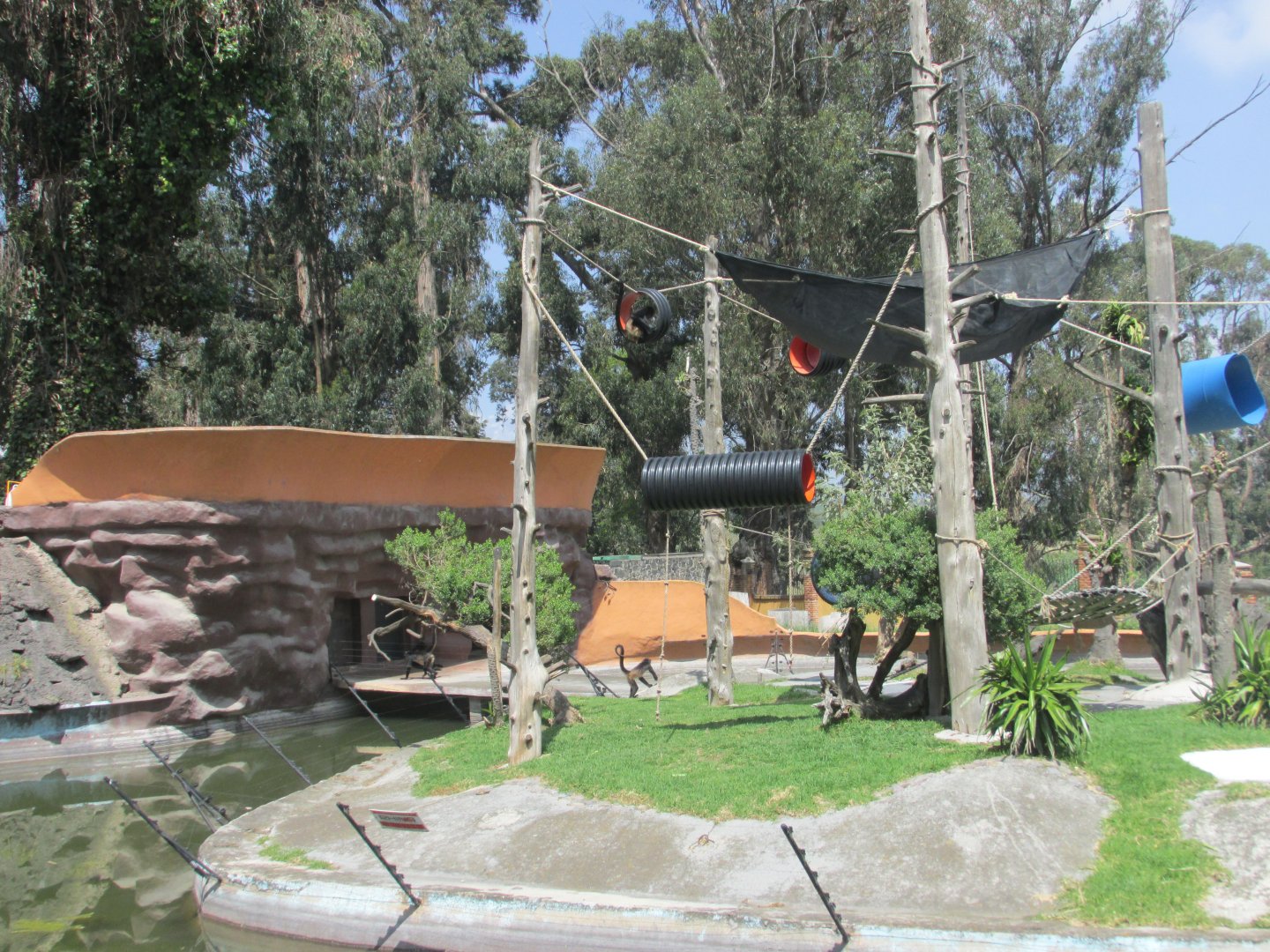 mexican spider monkey exhibit