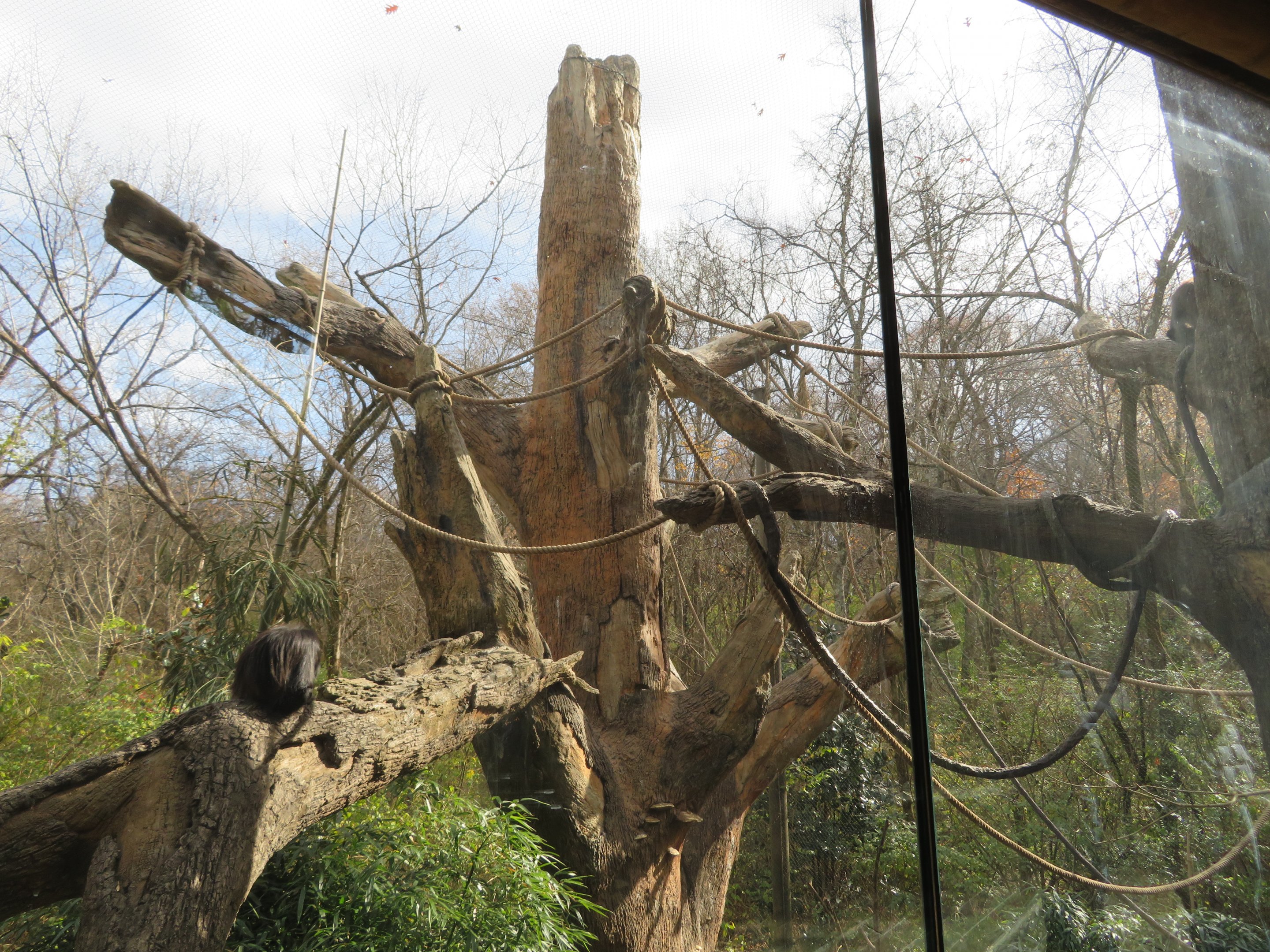 Mexican Spider Monkey Exhibit