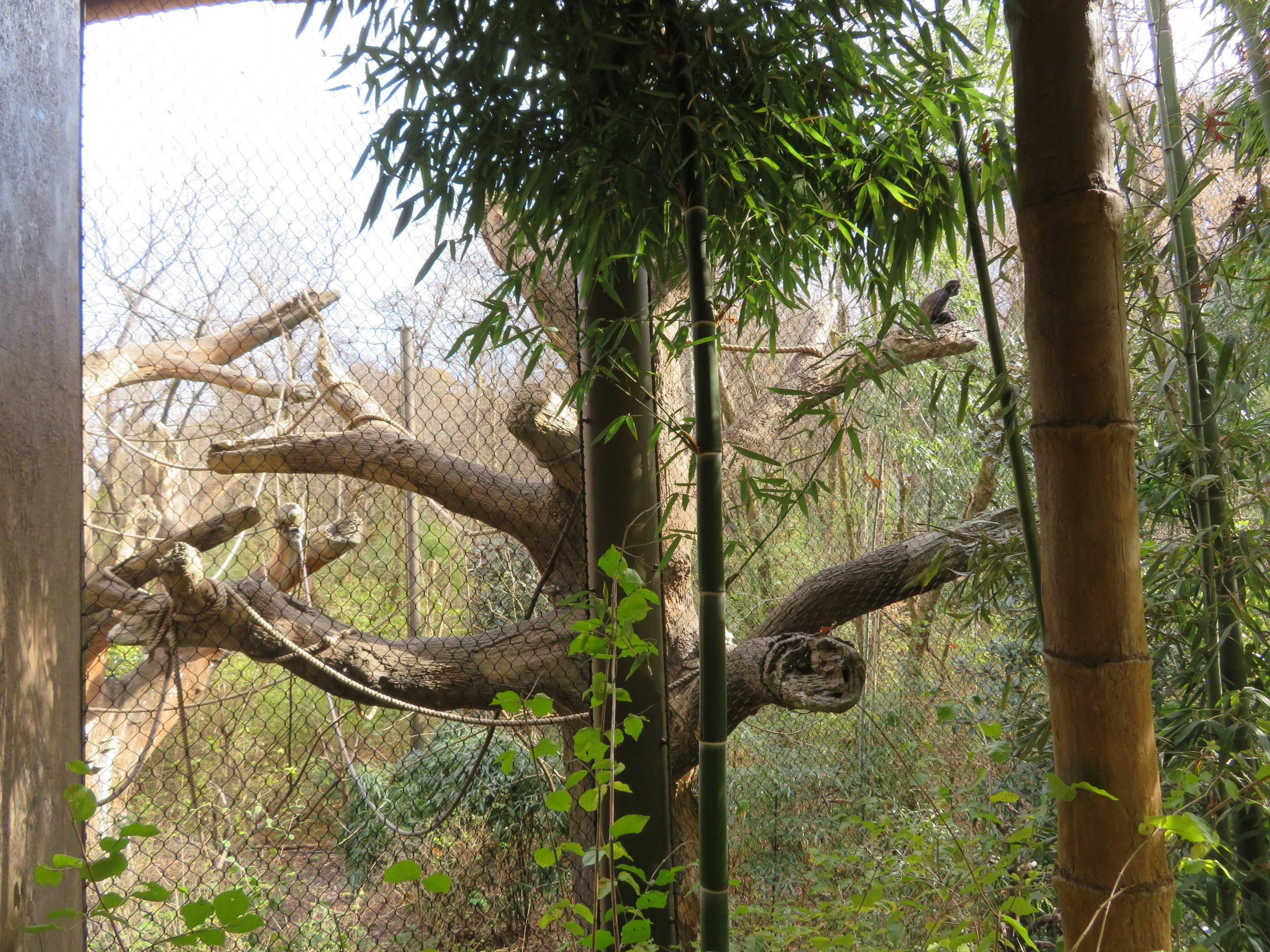 Mexican Spider Monkey Exhibit
