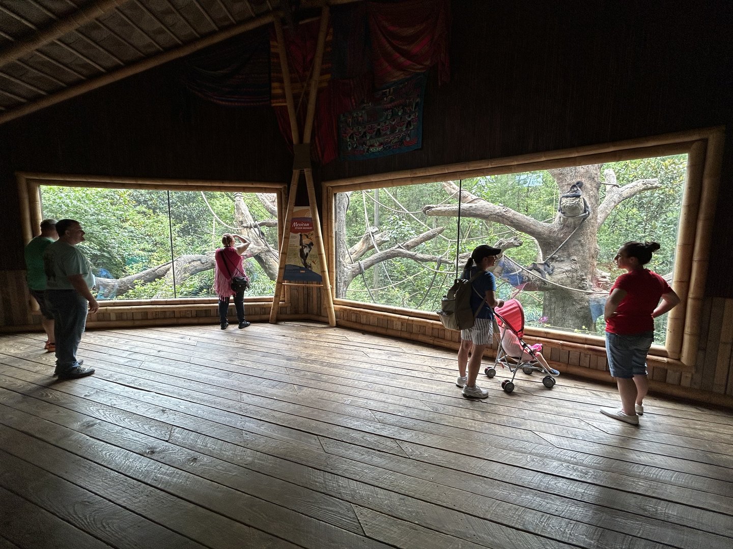 Mexican Spider Monkey Exhibit