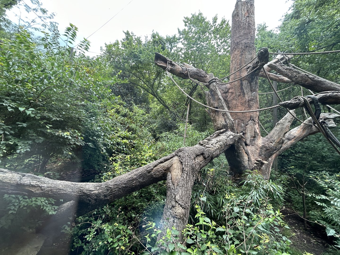 Mexican Spider Monkey Exhibit