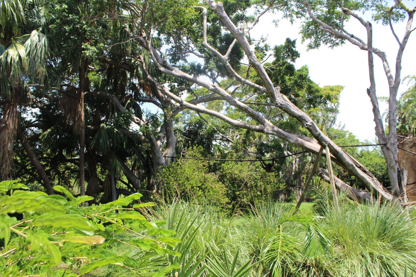 Mexican Spider Monkey Island - Tropics of the Americas