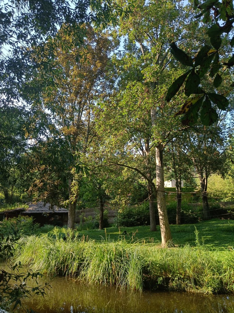 Mexican Spider Monkey island - Water World and Monkey Islands