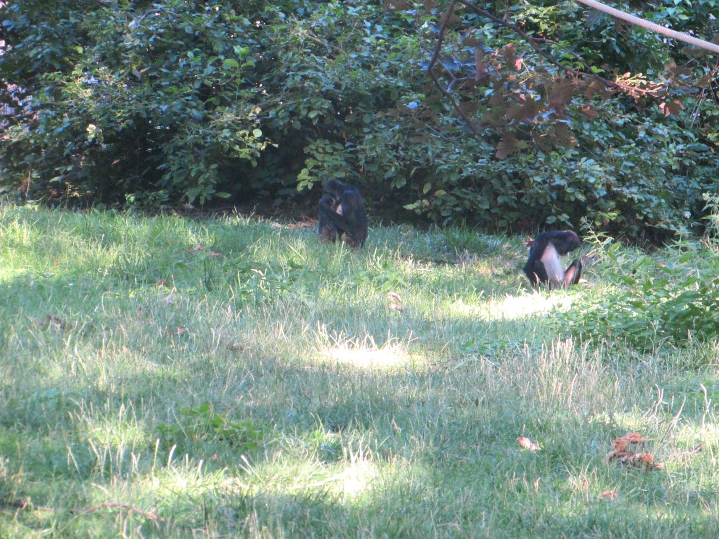 Mexican Spider Monkey - July/2017