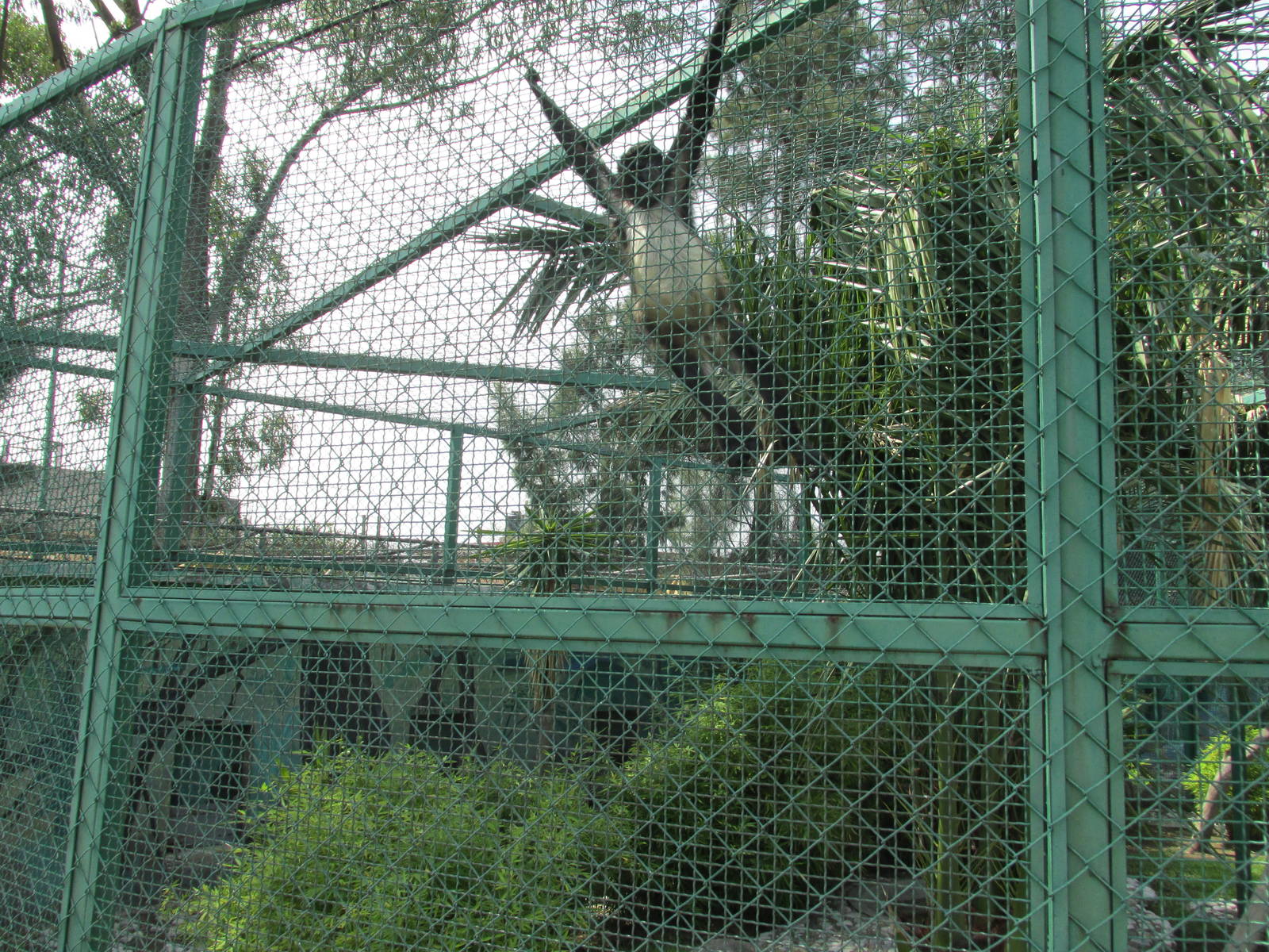 mexican spider monkey neza zoo