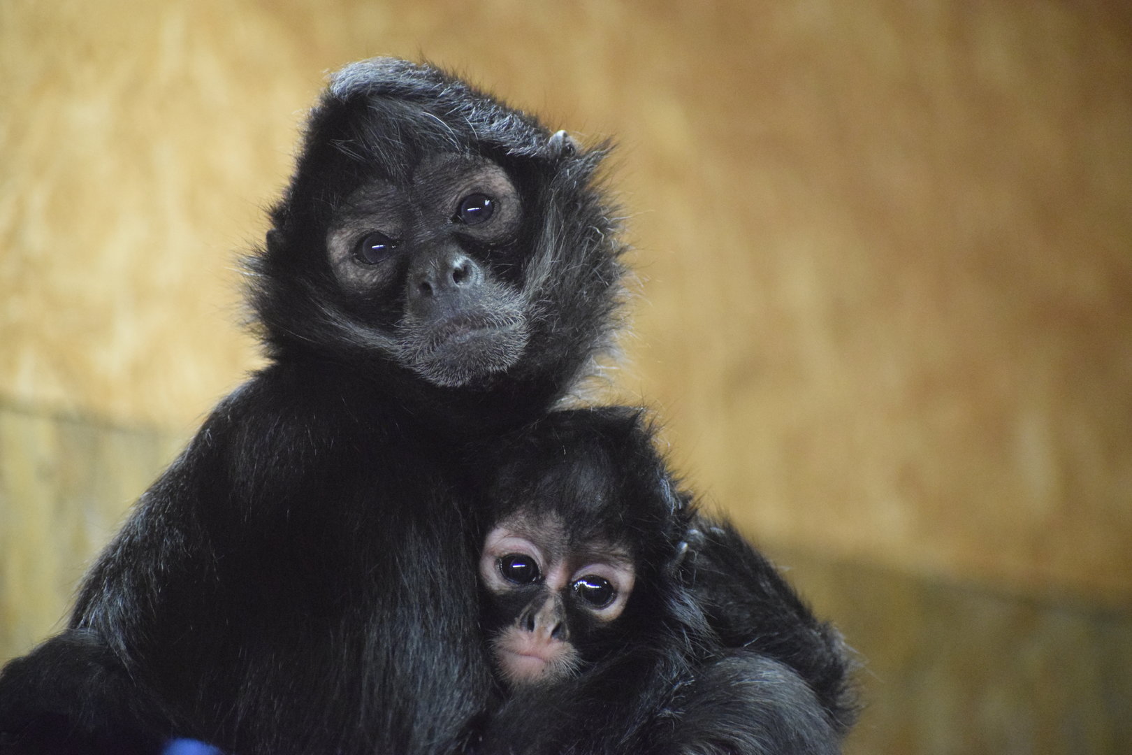 Mexican spider monkey - October 2023