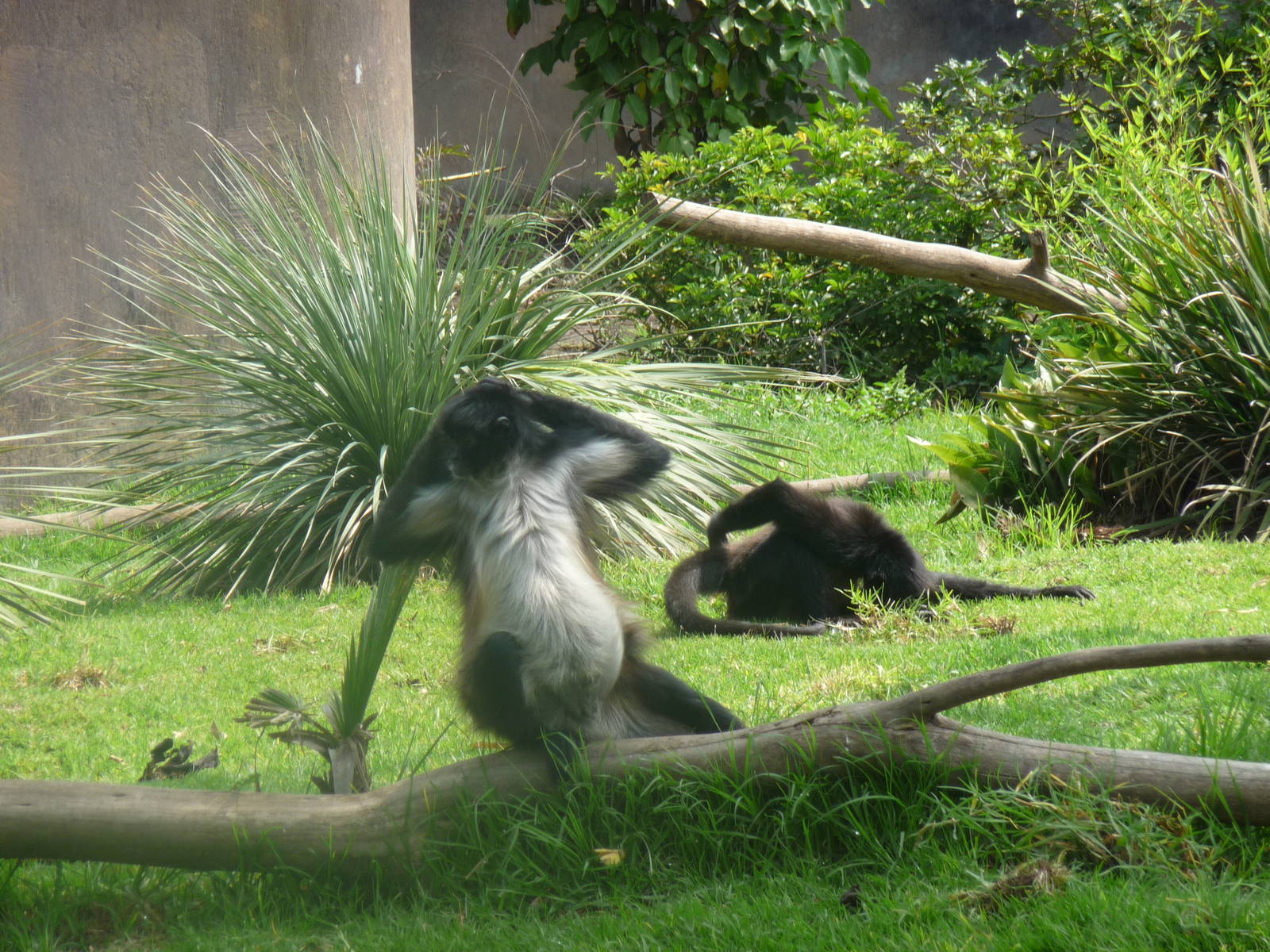 mexican spider monkey san juan de aragon zoo